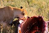 TANZANIA - Serengeti National Park - Leonessa con preda (Bufalo) - 10